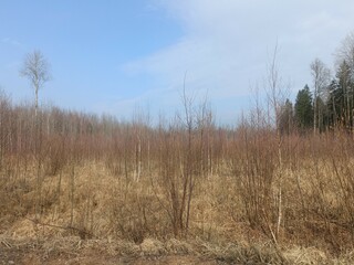 Forest in Siauliai county during cloudy early spring day. Oak and birch tree woodland. Cloudy day with white clouds in sky. Bushes are growing in woods. Nature. Miskas.