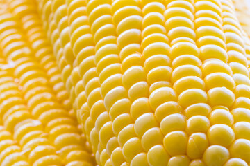 close up fresh corn on white background