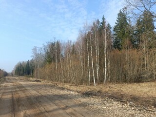 Road in forest in Siauliai county during cloudy early spring day. Oak and birch tree woodland. cloudy day with white clouds in blue sky. Bushes are growing in woods. Sandy road. Nature. Miskas.	