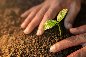 men's hands growing and nurturing young seedlings growing on fertile soil for a greener future....