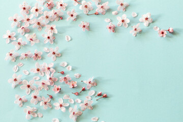pink cherry flowers on green  background