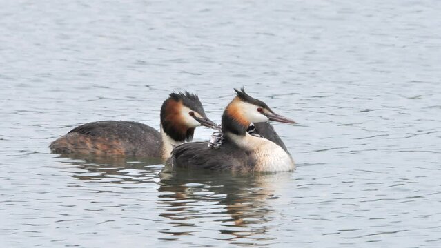 Great crested grebe family with chicks ( Podiceps cristatus )