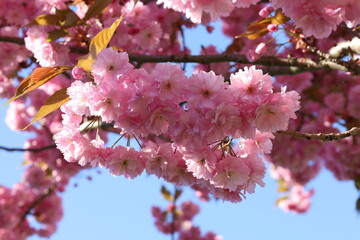 Closeup of the pink flowers of a cherry blossom tree in spring
