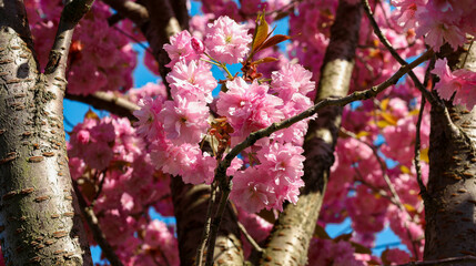 Close-up of a cherry blossom tree in spring