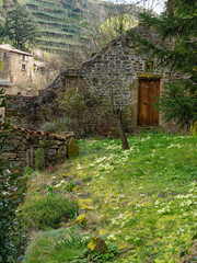 Spring flowers in front of ancient crumbling barn, Malleval, Pilat, France