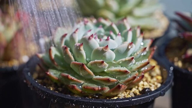 多肉植物の水やり2B_水やり途中〜終わりまで