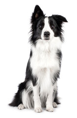 Beautiful black and white border collie sitting facing front, looking straight to camera, isolated on a white background