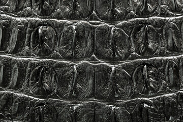 Skin crocodile black texture for make leather shirt