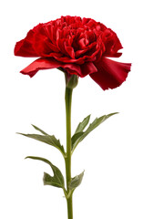 carnation flower isolated on transparent background