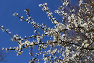 Pr&eacute;mices de printemps 2024