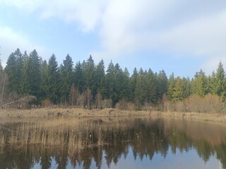 Small pond in forest in Siauliai county during cloudy early spring day. Oak and birch tree woodland. cloudy day with white clouds in blue sky. Bushes are growing in woods. Nature. Miskas.	