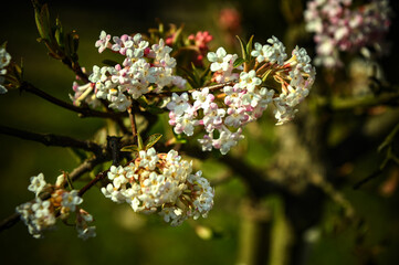 Bodnant viburnum pink and white flowers
