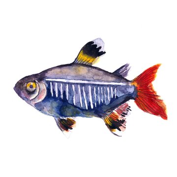 Colorful illustration of x-ray fish in watercolor. Picture for the alphabet, children's encyclopedia, print. Image on a white background.