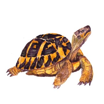 Colorful illustration of a turtle in watercolor. Picture for the alphabet, children's encyclopedia, print.