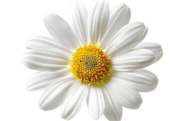 A beautiful white Daisy (Marguerite) isolated on a white background.