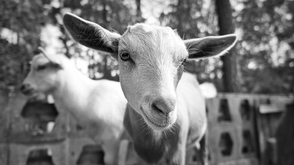 Portrait of a goat in black and white. Funny animal photo. Farm animal on the farm