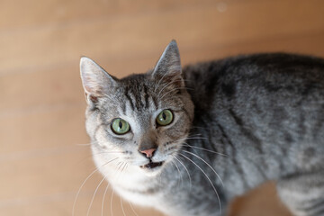 見上げる猫　サバトラ猫