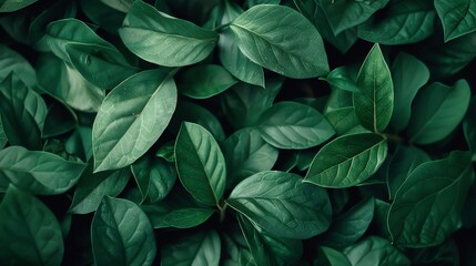 Tropical green plant background