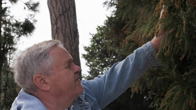 Man taps tree branch, releasing clouds of allergenic pollen during spring blooming season.