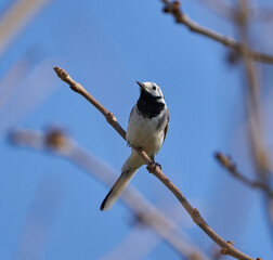 Grey wagtail perched in a tree