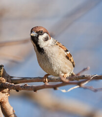Forest sparrow perched in a tree