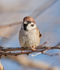 Forest sparrow perched in a tree