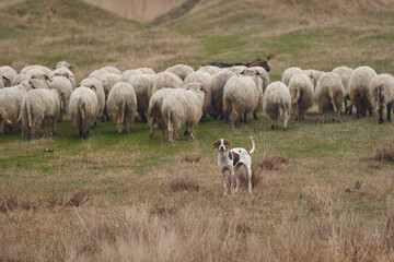 Fototapeta premium Shepherd dog protecting the herd