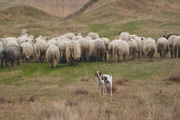 Fototapeta premium Shepherd dog protecting the herd