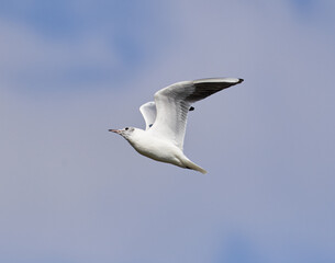 Black headed gull in flight