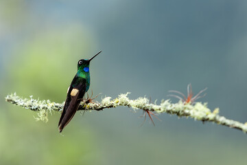 colibrí 2 © Gabriel