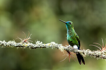 colibrí 1