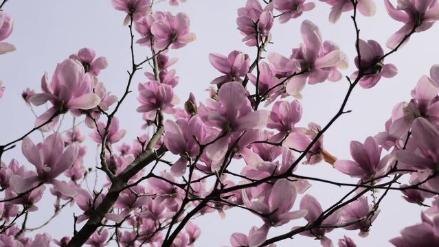 Delicate pink magnolia blossoms reach towards the sky in a gentle celebration of spring.