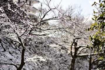 岐阜県の雪景