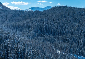 snow covered forest in the  mountainous in Bavaria on sunny day with white clouds
