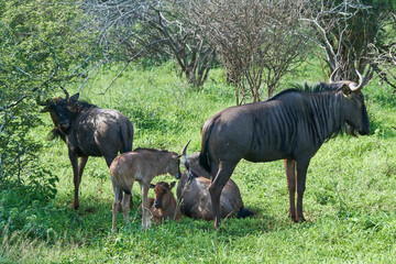 Wildebeest in Africa