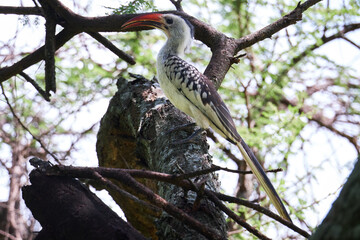 Hornbill on a tree on safari in Africa