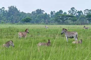 Zebras in the South African savannah