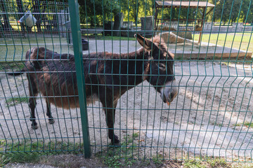 Baudet du Poitou donkey in enclosure in Silesian ZOO in Chorzow