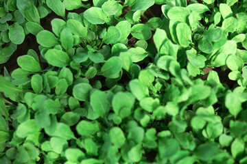 Fototapeta na wymiar Young fresh organic arugula seedlings in a greenhouse. Green grows in the garden. Vegetable garden, fresh greens on the site