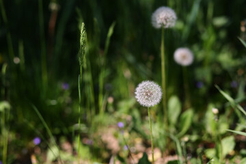 Horizontal photo of fluffy dandelion flower on green grass background.  Summer, selective focus. Allergies, summer holidays. Bokeh