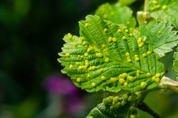 Leaves with gall mite Eriophyes tiliae. A close-up photograph of a leaf affected by galls of...