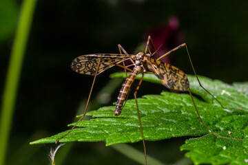 A crane fly Tipula maxima resting on a nettle leaf in early summer
