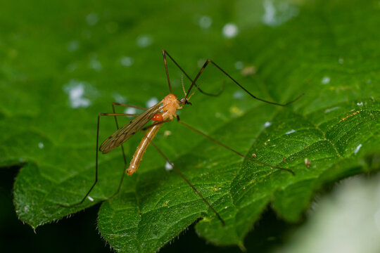 The insect, the Limonia stork fly in the family Limoniidae, has a very small body with orange coloration and long stilt legs and large black eyeballs