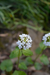 Caucasian pennycress flowers