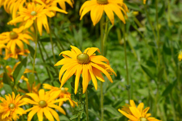 Gloriosa Daisy Irish Eyes flowers