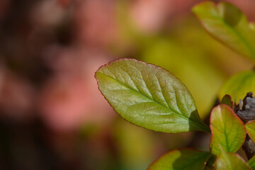 Japanese Flowering Quince leaf
