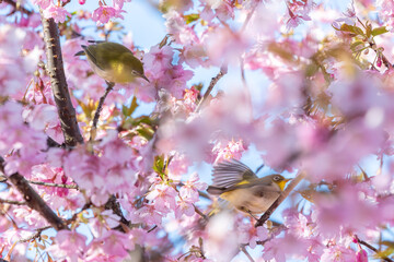 茨城県桜川市　雨引観音の河津桜