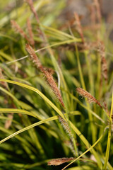 Japanese Sedge Everlime leaves and flowers