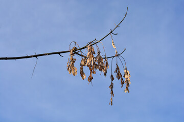 Boxelder maple branch with seeds and buds