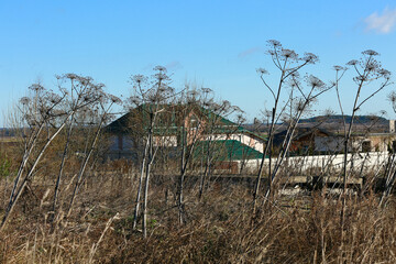 thickets of hogweed on the site